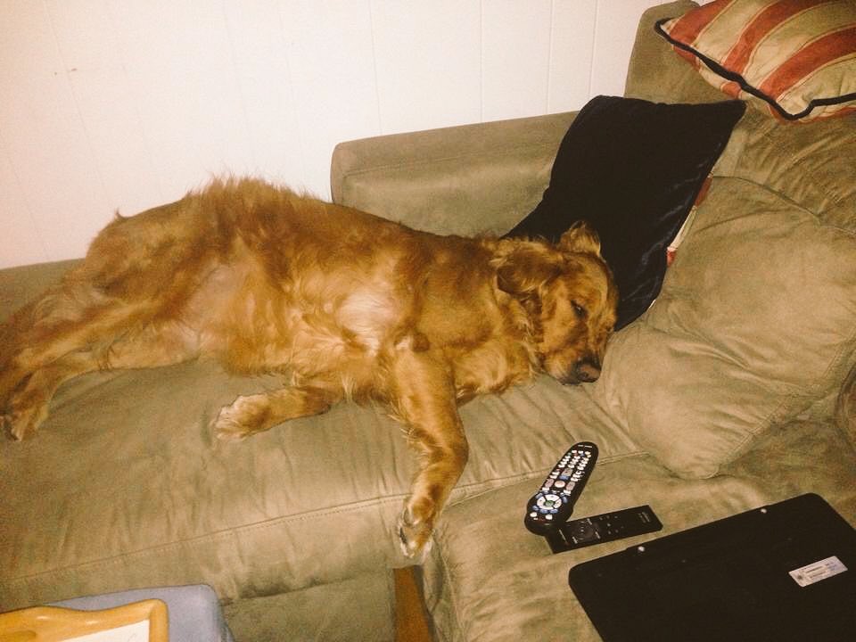 kimberlycomerr's tweet photo. Dealing with the Golden's loss like 

@Purina #DogThanking https://t.co/fjPhW60IXS