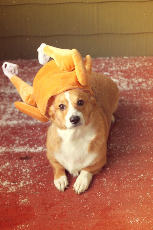 keatonstromberg's tweet image. - Feeling "Corgi" and relatable today.. Happy Turkey Day! Thankful for you all!
