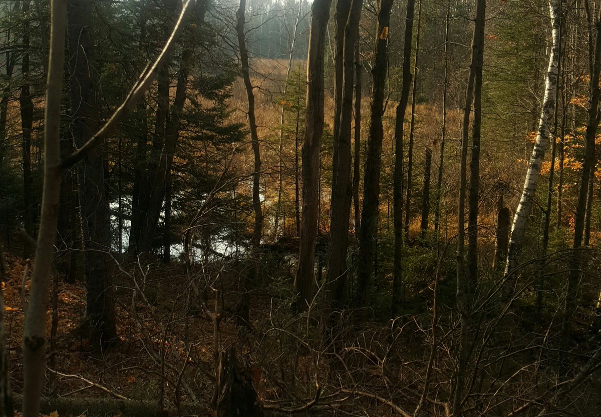 Pingtit's tweet photo. Oh how i wish i was in the bush https://t.co/8EgclURvrP