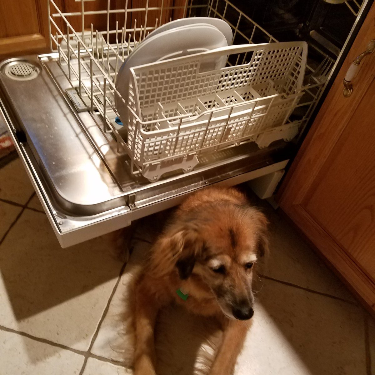EmilySO's tweet image. Help with dishes? #DogThanking @Purina Kat the Dog #RescueDogs