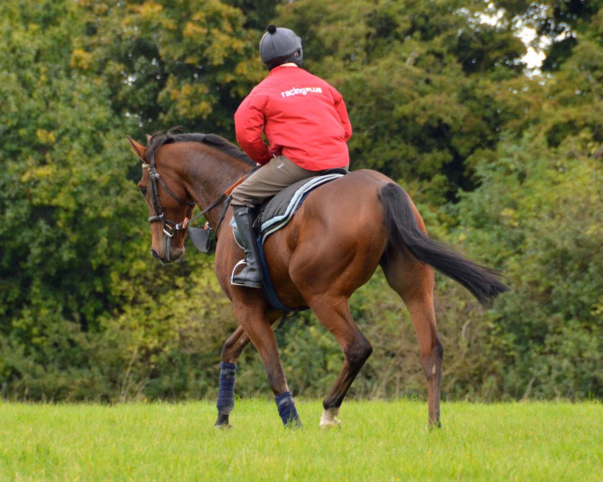 markcutty's tweet photo. First time over fences for One Track Mind tomorrow - hoping he'll take it in his stride. https://t.co/ZgbMn89HoT