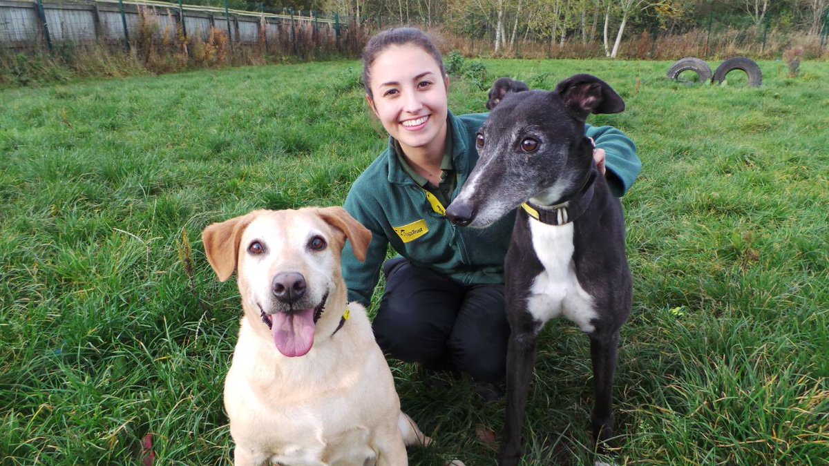 DT_WestCalder's tweet photo. Busy day for dogs going home - we said goodbye to Barney, Molly, Honey and Dillan! @DogsTrust #HappyHounds #AdoptDontShop 💜🐶🐶�� https://t.co/0HAfu6QL3T