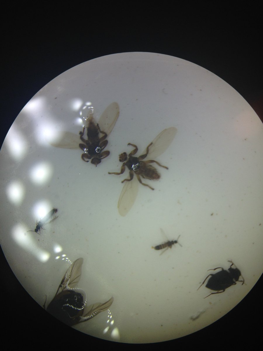 KatyPottsEnto's tweet photo. Wonderful Hippoboscids

Ah, takes me back to days gone by with @flygirlNHM talking sweet nothings of these wonderful parasitic flies. https://t.co/NJnGOjo85t
