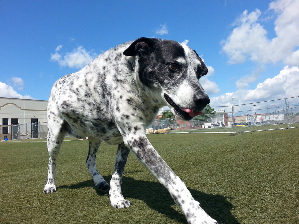 StJaneen's tweet photo. My Best in Show! My Buds, Rock, Baby, Best Friend #MyLiam. Watching the #NationalDogShow @Purina #DogThanking https://t.co/beuEJ01Bu0