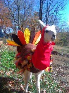 classyllama tweet picture