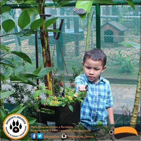 Safaricks Zoologico tweet media