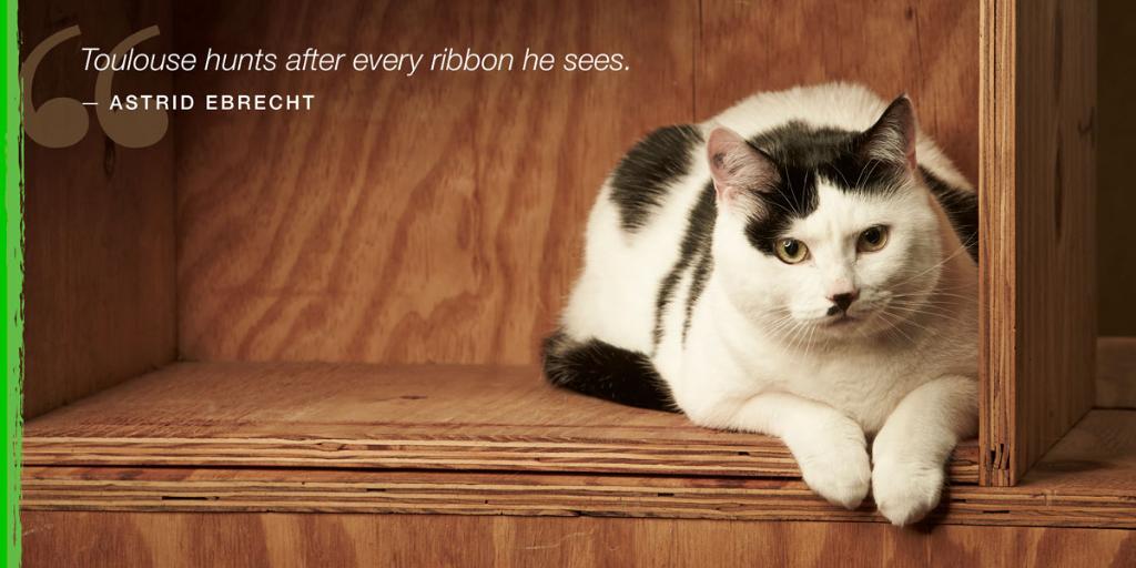Elanco4Pets's tweet photo. Astrid is thankful that Tulouse has found the love of his life-- ribbons! #Thankful4Pets #BayerPet  https://t.co/cWteEK7gMP https://t.co/lAjesh077F