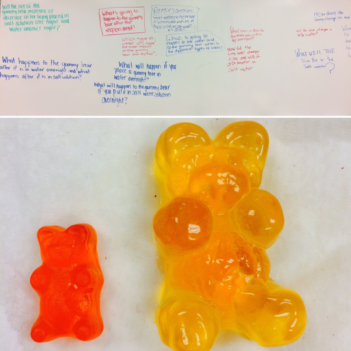 l_smolar's tweet photo. Developing good scientific questions with gummy bear osmosis! #science #scientificmethod #giantbear #enverlearns https://t.co/vLnyVk2sJl