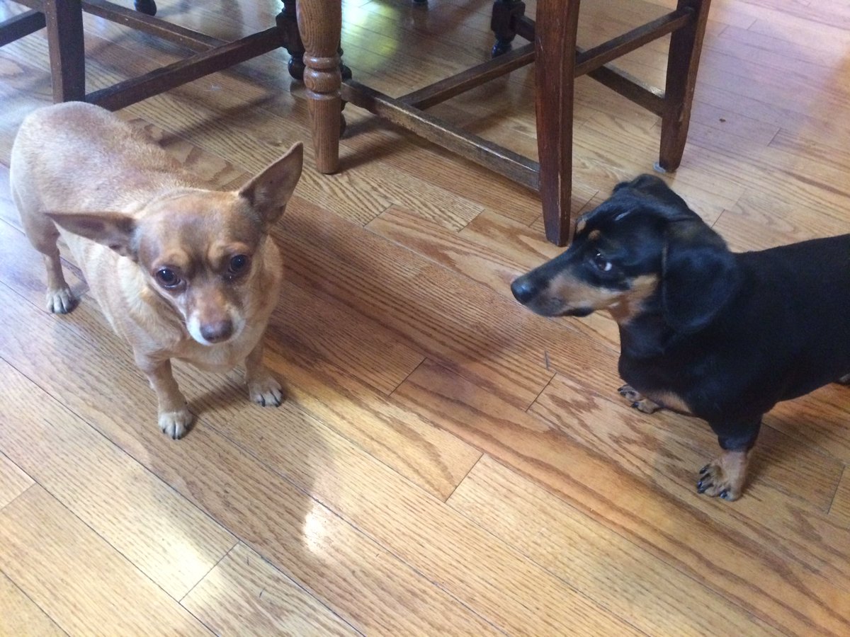 paigemaster88's tweet photo. #DogThanking love my dogs https://t.co/Vv0At35M7m