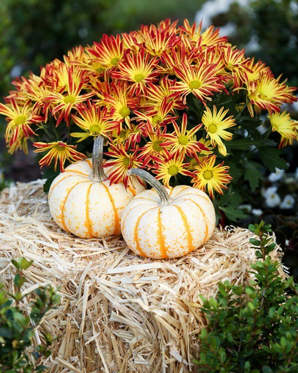 Happy Thanksgiving from our family to yours! What are you most thankful for this year? #li… ift.tt/2gkLPSO