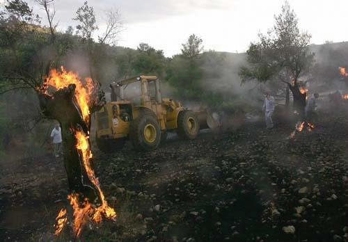 Image result for burning olive trees