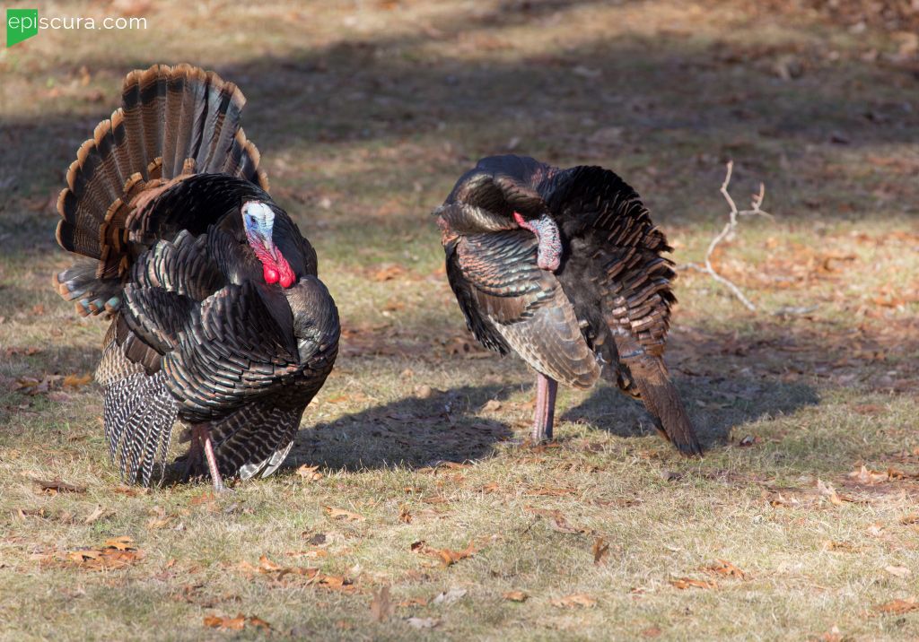 episcura's tweet photo. Happy Thanksgiving from the turkeys who run this #texture site. https://t.co/egcQT301SH