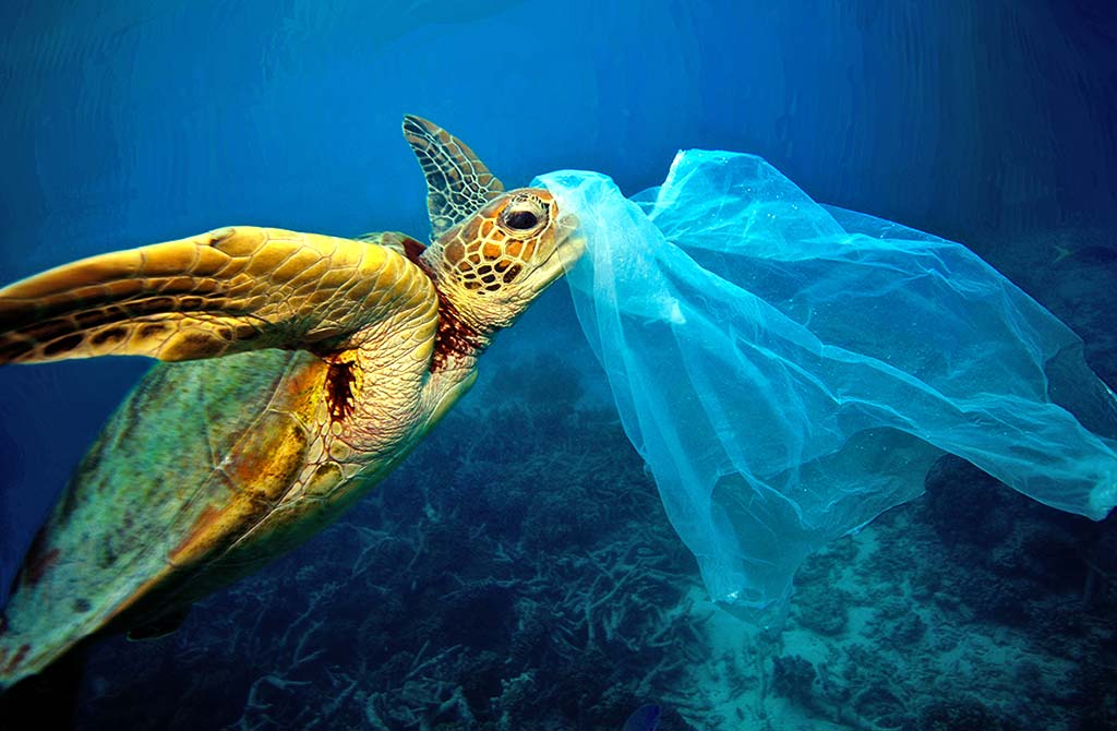 HealTheBay's tweet photo. We're #thankful that plastic bags are off the menu for animals living off California's coast. What are you thankful for? https://t.co/OU9k6iUloh