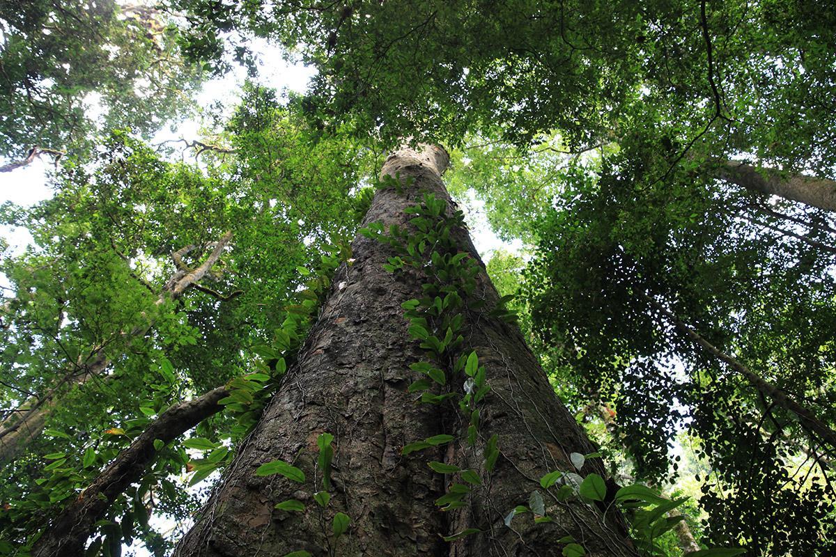 newscientist's tweet photo. Africa’s tallest tree measuring 81m found on Mount Kilimanjaro https://t.co/AD7wHgzf3e https://t.co/tk1OrvV0GL