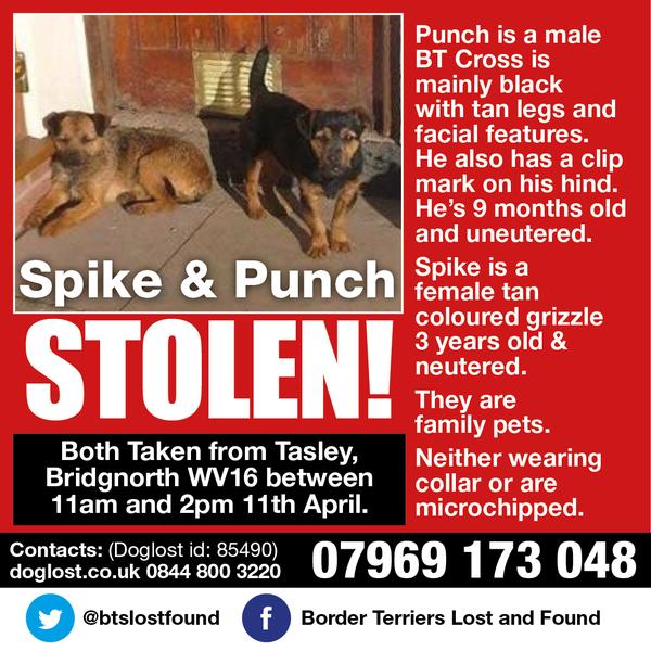 FindOurPup's tweet photo. OUR DOGS DO NOT HAVE TAKE ME SIGNS ROUND THEIR NECKS!!
#FindSpike_Punch #Tasley, #Bridgnorth #Shropshire
#ScanMe #getmehome https://t.co/m43t9uideL