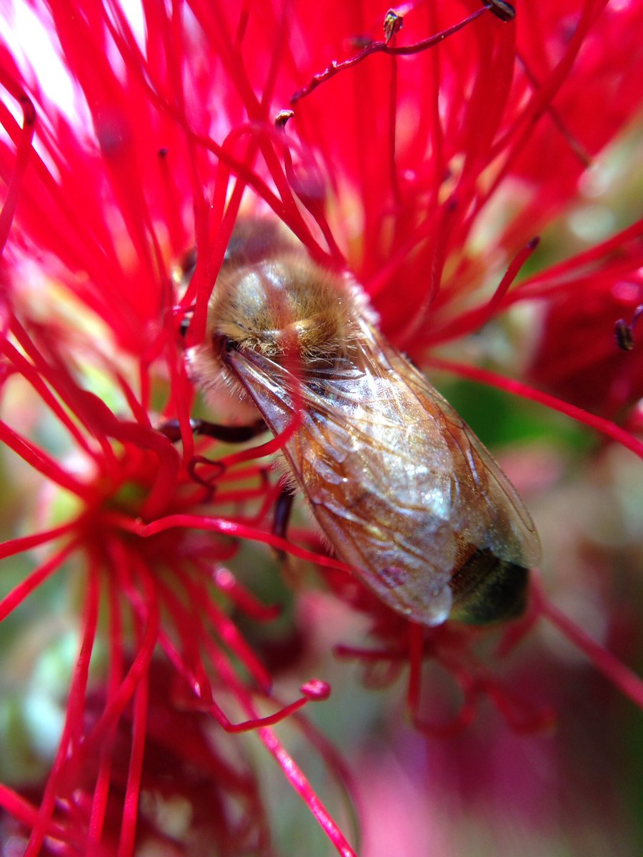 Finally some sun.... happy bees🐝💤 #purenewzealand #savethebees #honeybees #bees #manukahoney #manuka #naturalfood #spring