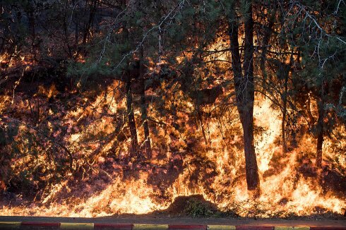 NoyPerel's tweet photo. Terrorists are burning down my country &amp; wheres the news coverage? Dozens of deadly arson attacks have occurred here today! #IsraelisBurning https://t.co/RH7tR8zVj7