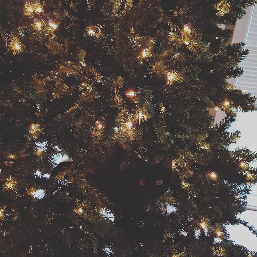 benjamin25467's tweet photo. I'm thankful for Christmas trees on Thanksgiving day. https://t.co/QCF7QaizrS