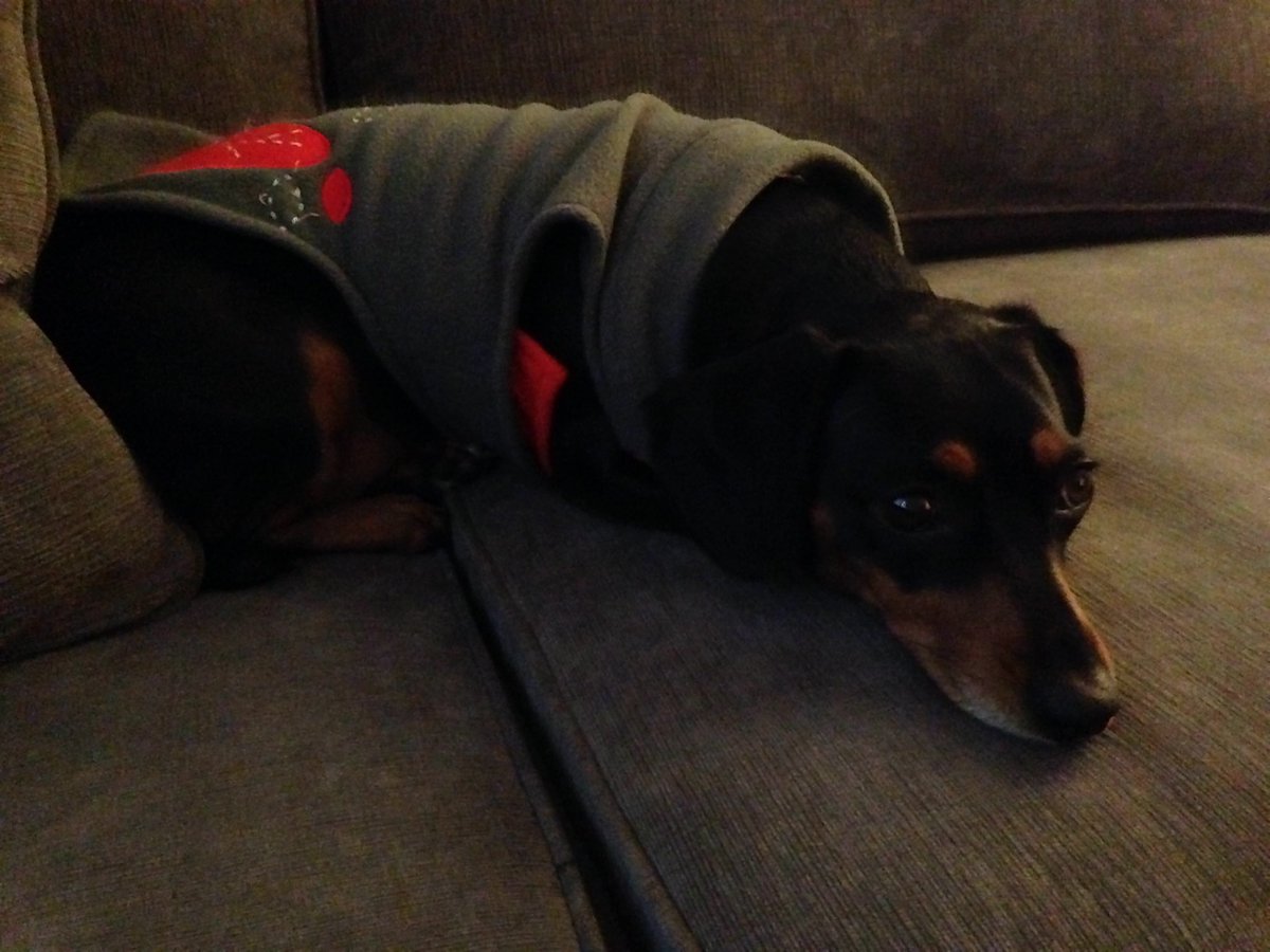 herecomesdaboo's tweet photo. Happy Thanksgiving #furfriends https://t.co/avbA5cSVeR