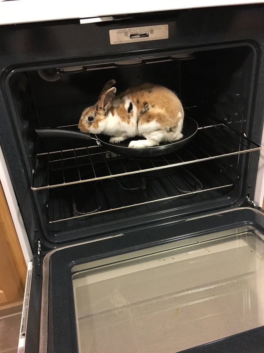 kyrstenjoyce's tweet photo. Kayla sends me scary pictures of harlow 😓🐇 https://t.co/YNqheVtWwP