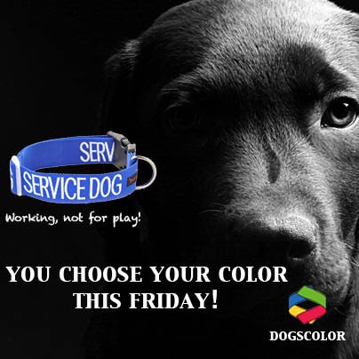 Dogscolor's tweet photo. Service dog #workingdog #servicedog https://t.co/1J9fwQ2jCc