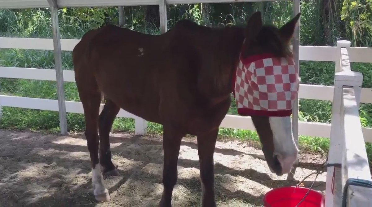 Horse 'Trigger' is recovering, owner is at psychological ward fw.to/c4NFoea?utm_me… https://t.co/IBNfsdDrmv