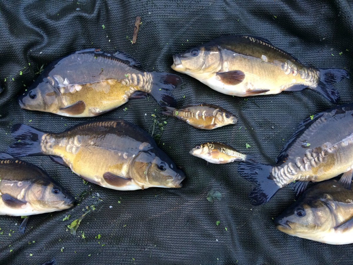 RevesbyFishery's tweet photo. Compare the standard @RevesbyFishery original fry to these phenomenal genetic jumbos @RevesbyEstate the future bright for the res #future40s https://t.co/L5Y7VxHzZj