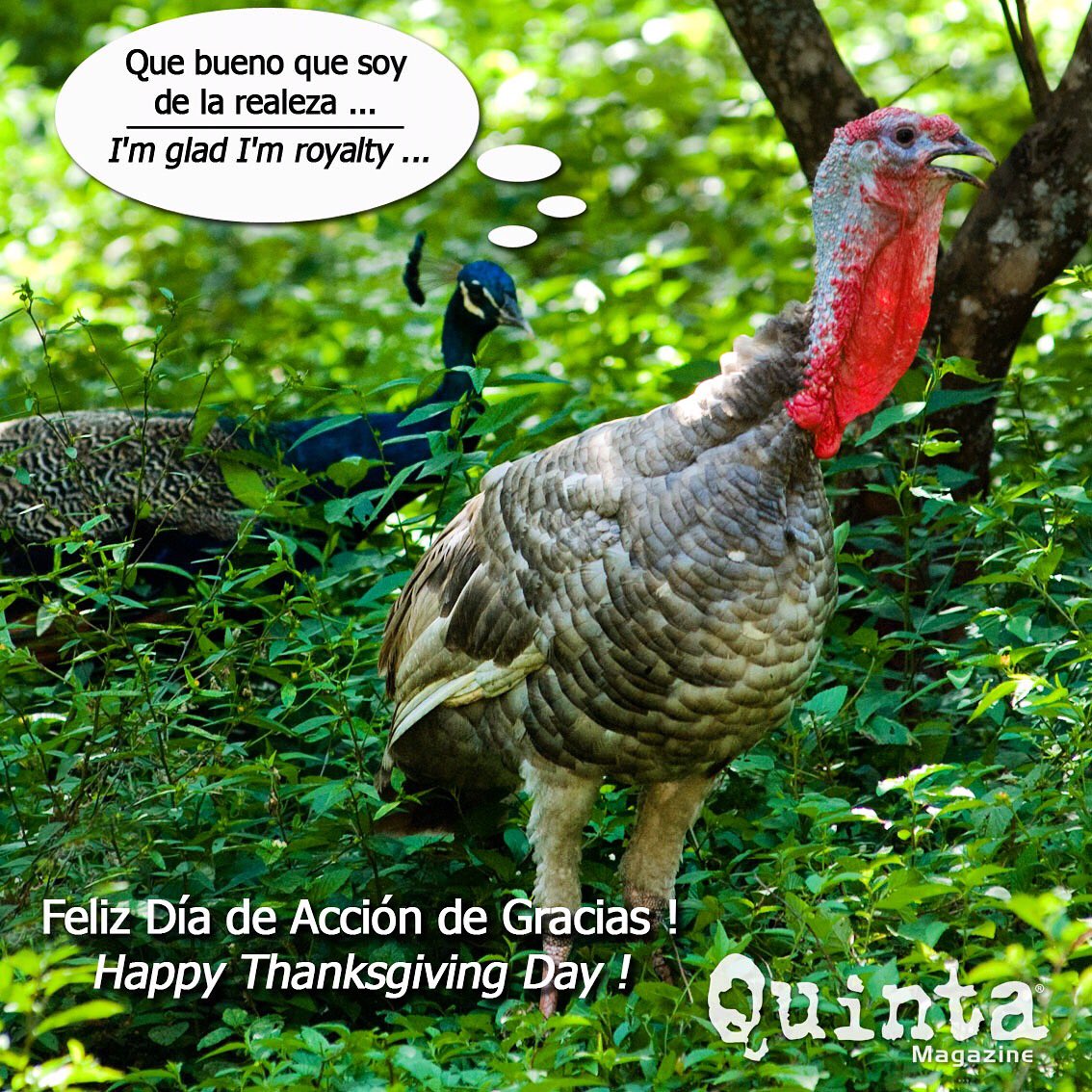 QuintaMagazine's tweet photo. Tengan #FelizDiaDeAccionDeGracias ! 🦃 #HappyThanksgivingDay ! ☀️💦🌴🇲🇽 @ThePlayaTimes @mayakoba @PdelCarmenTV @LocoGringoCom @delsolphoto https://t.co/J3f3vfNrNM