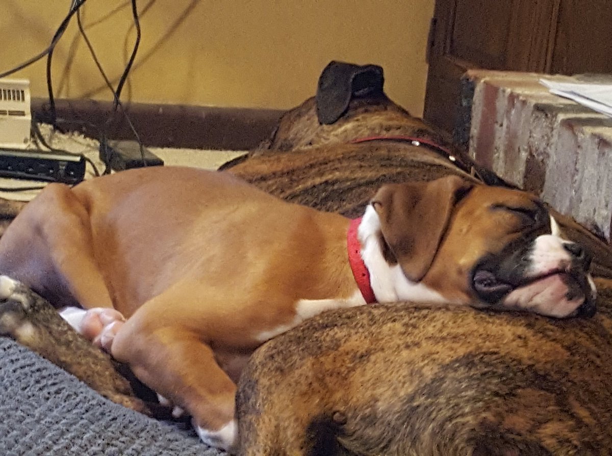 colonialstew6's tweet photo. Sleepy after turkey #triptophan https://t.co/tgzxWiUguV