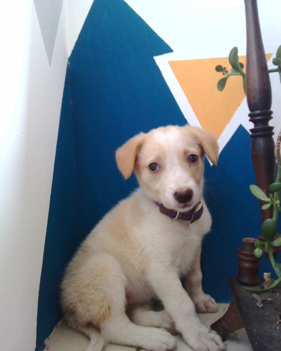 #voz #informa. Perrita mestiza de 2 meses d edad busca hogar, muy tierna, linda, obediente.
Contacto 0414-7251918.