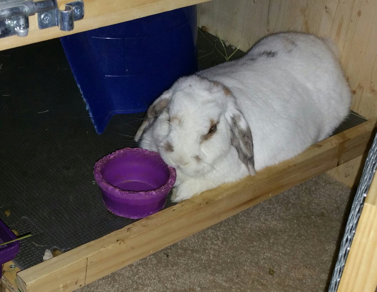 PMageets's tweet photo. I am waiting patiently for thanksgiving meal.... any minute now.... #bunny #rabbit #thanksgiving https://t.co/EhicXViWXs