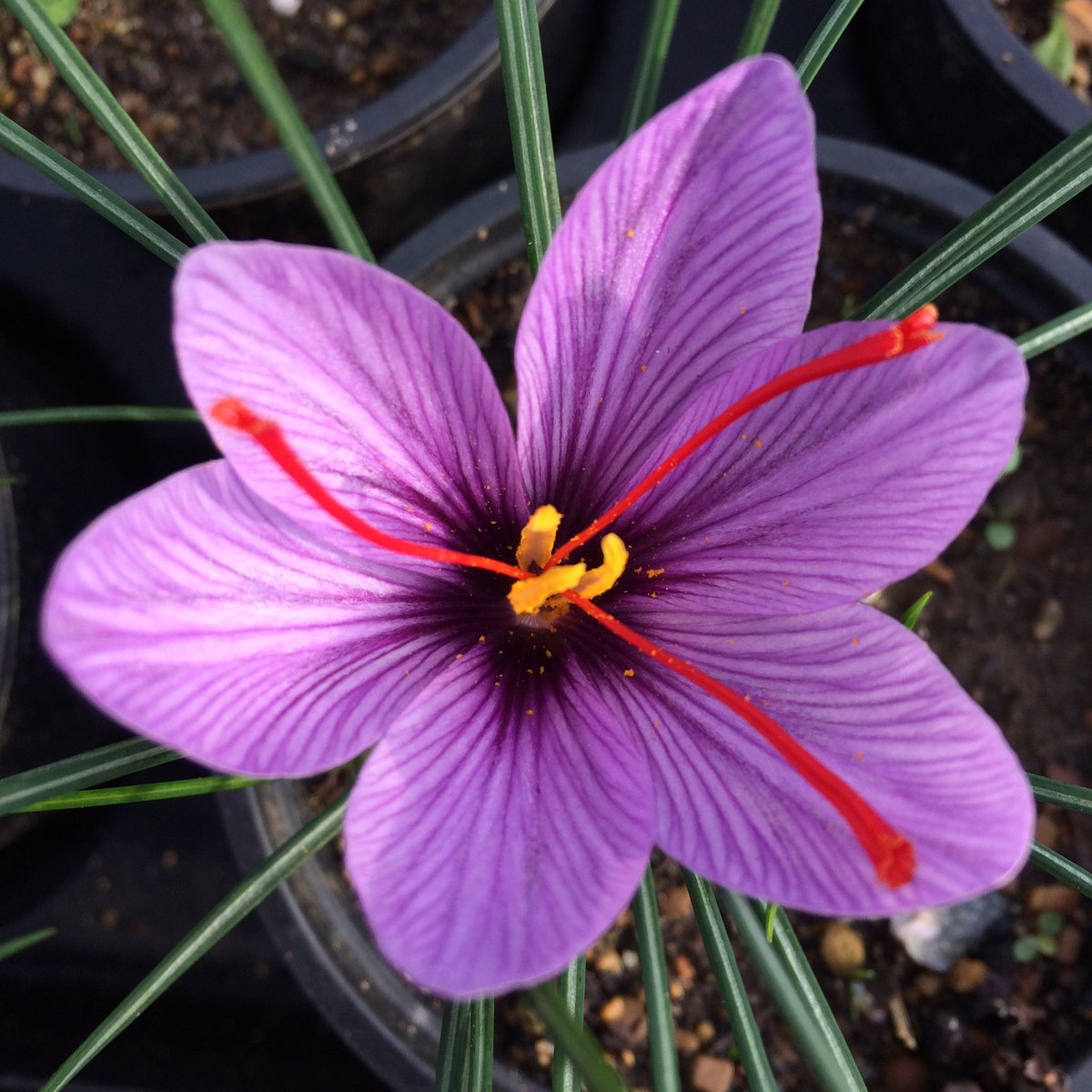 CroydonSaffron's tweet photo. 25 blooms today, with some absolute stunners at #Croydon #SaffronCentral https://t.co/XHoVE3ZLUr