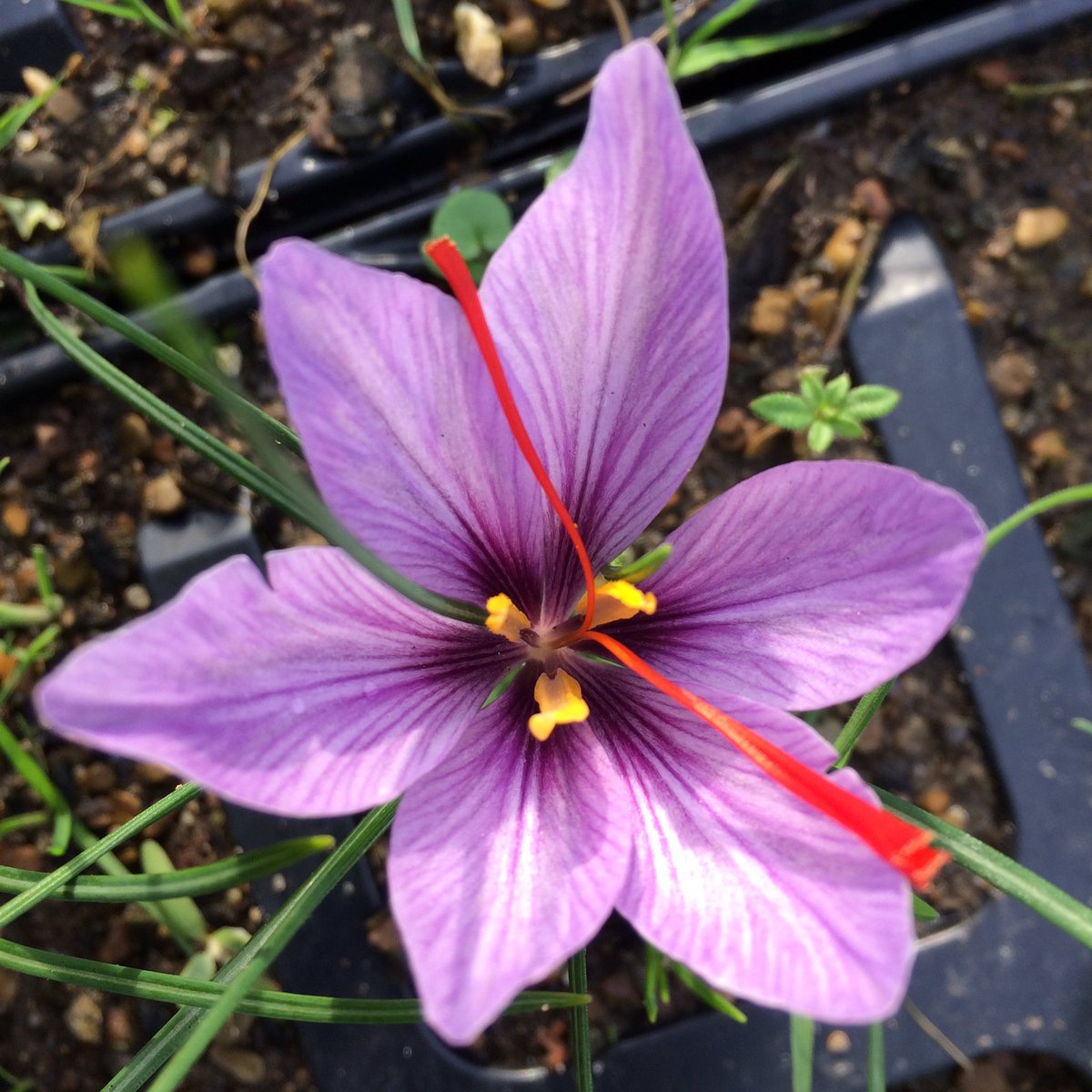 CroydonSaffron's tweet photo. 25 blooms today, with some absolute stunners at #Croydon #SaffronCentral https://t.co/XHoVE3ZLUr