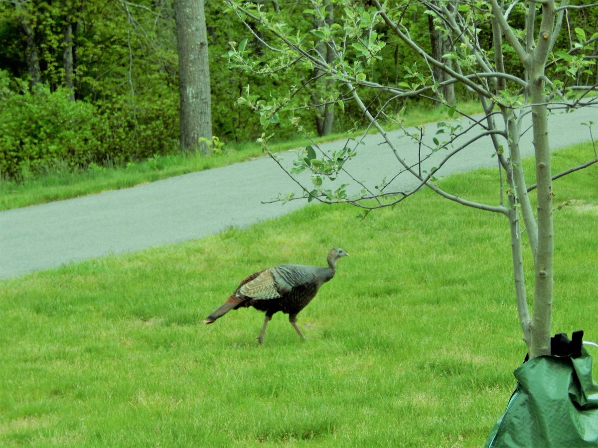 Happy Thanksgiving to all of our friends, feathered or not!