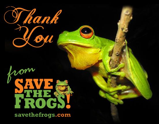 save the frogs save the frogs
