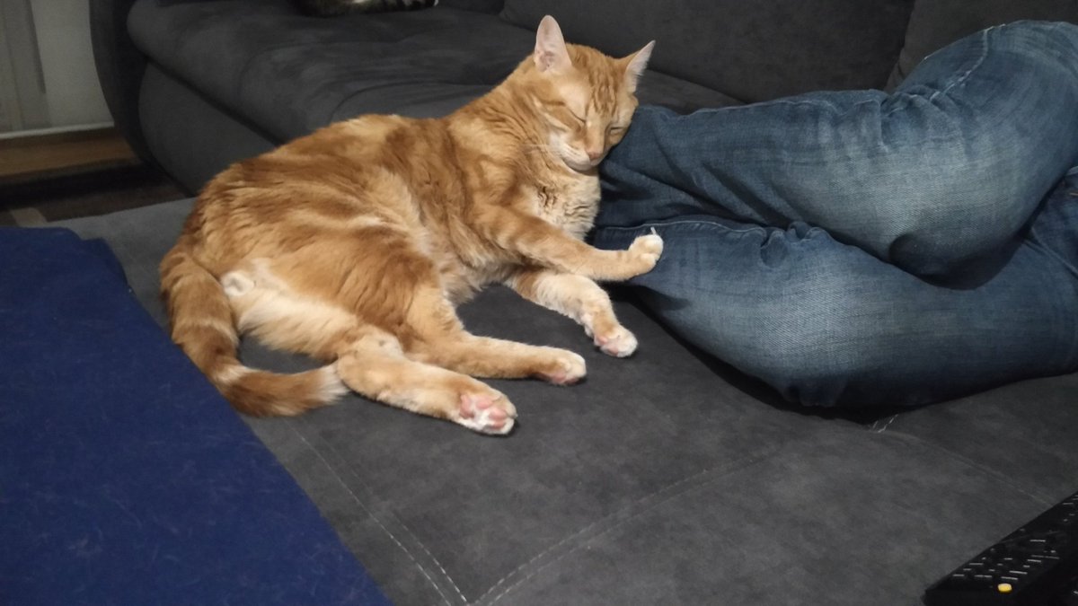 A cat's life must be very exhausting.. #cats