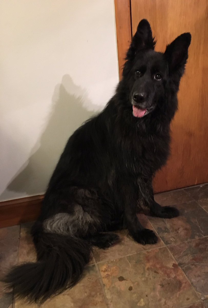 SCGS_R's tweet image. Blue spending a few days with us.