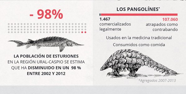 iambiente's tweet photo. Datos destacados sobre el #TráficodeEspecies en peligro de extinción https://t.co/kwktqGTTO2 #Infografía https://t.co/hFHgxeWaWx