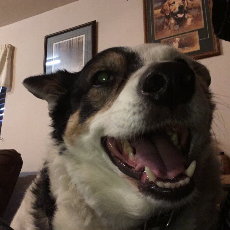 ❤️BlueSquadRescue❤️ tweet media