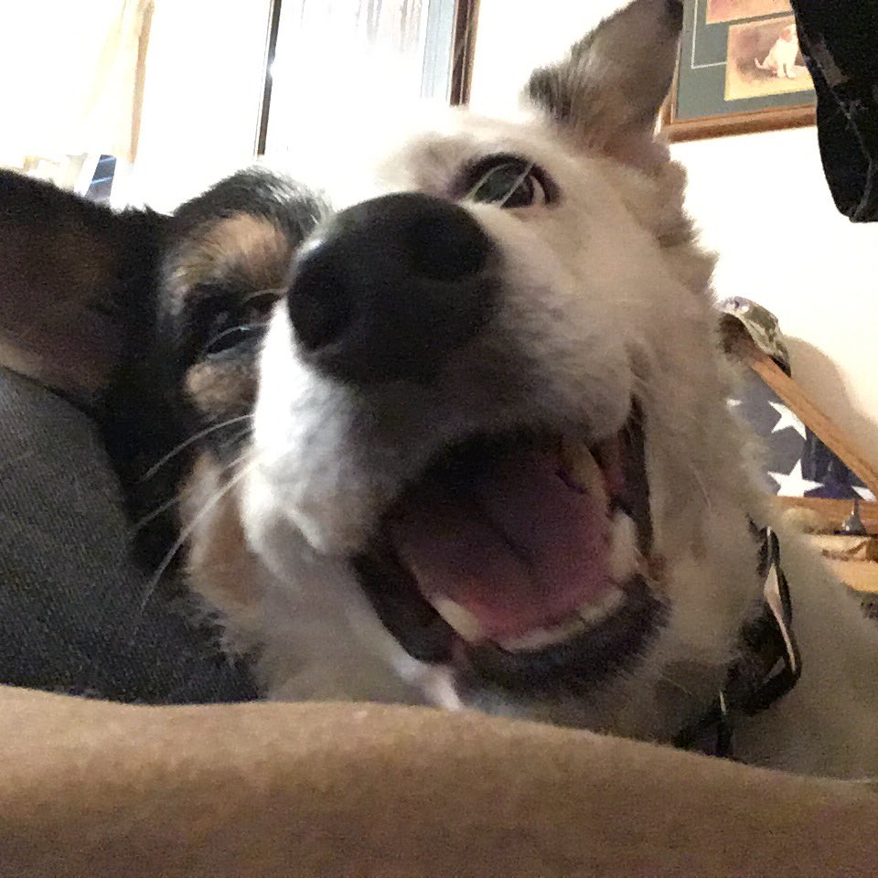 ❤️BlueSquadRescue❤️ tweet media