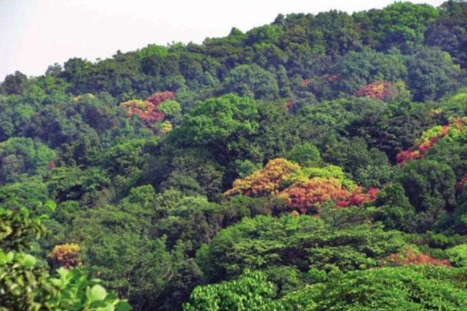BangaloreMirror's tweet photo. Green warriors see red over Western Ghats road project | https://t.co/eqtqfpXzRH https://t.co/QlyNoUSYSy