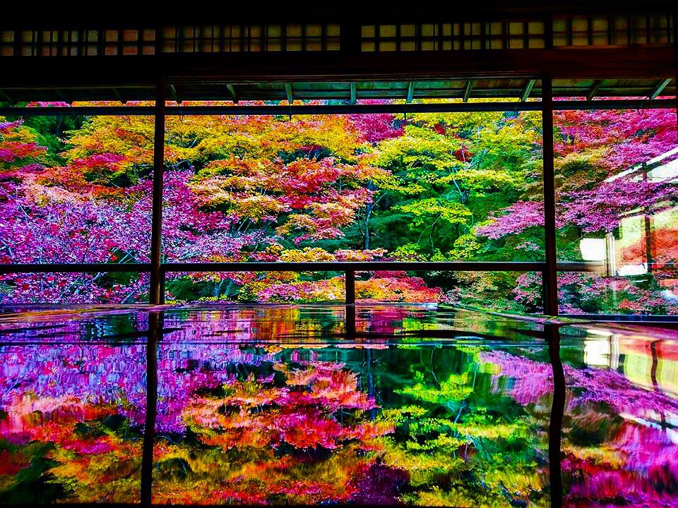 yuya_ohishi's tweet photo. 幻想的な景色で心奪われた…😳🍁 https://t.co/uoBlc1xl0R