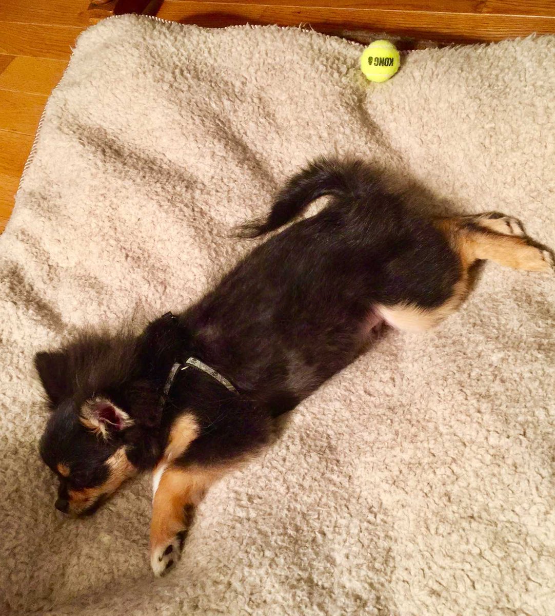 FrCollinPoston's tweet photo. My pup got a few bites of turkey for the first time: now he's just like the rest of us humans #tryptophanoverload https://t.co/qMeiYAefVo