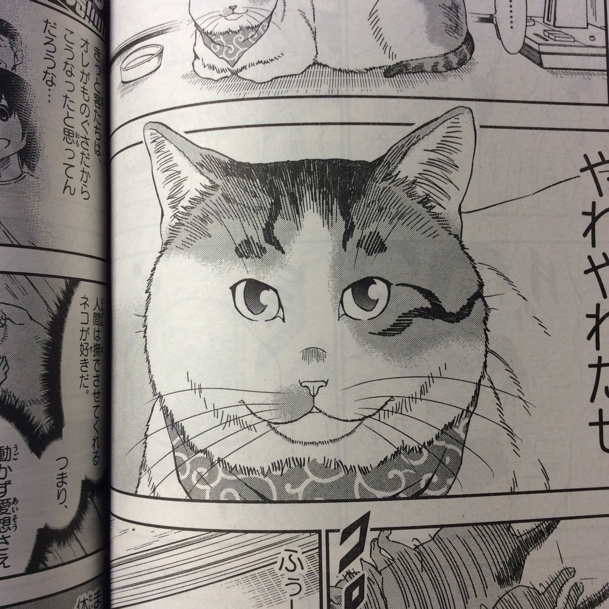 灘谷航 猫暮らしのゲーマーさん 巻5 18日発売 V Twitter サンデーs 1月号に ねこったけ 14話目載ってます 今回はネコのいる風景のお話 ぽっちゃりネコが登場します どうぞ宜しくお願いします 灘谷航 猫暮らしのゲーマーさん 巻5 18日発売 V Twitter サンデーs 1月号に ねこったけ 14話目載ってます 今回はネコのいる風景のお話 ぽっちゃりネコが登場します どうぞ宜しくお願いします