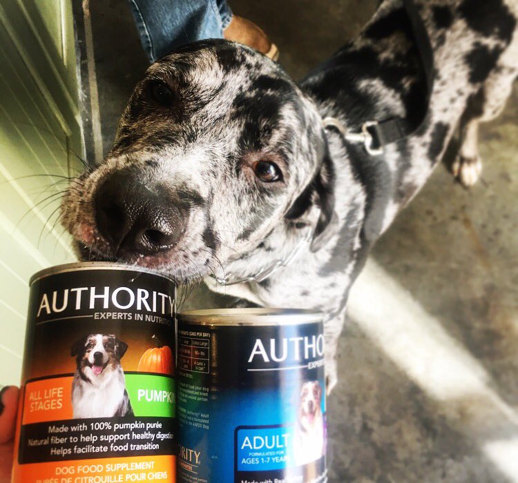 authority pumpkin dog food
