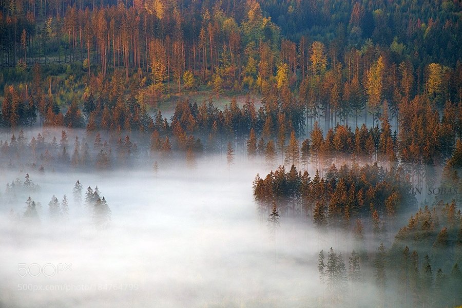 lokesh_aggarwal's tweet image. Misty forest by MarcinSobas #photography #philosophy @500px