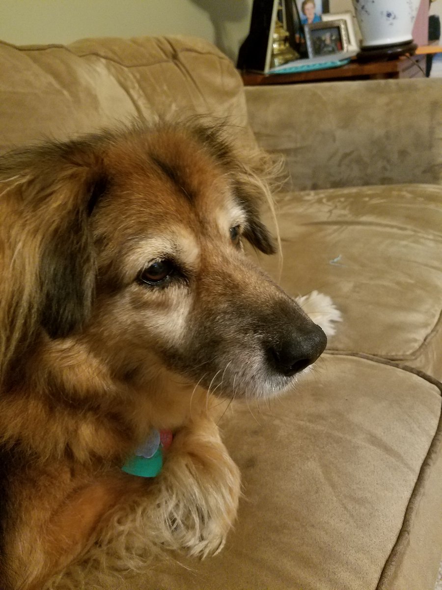 EmilySO's tweet image. She's getting old but love her a ton. #DogThanking #toller #rescuedog @Purina