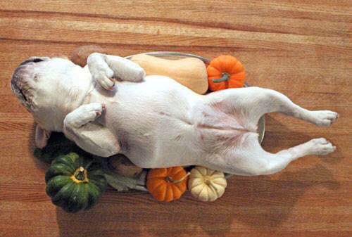 locococogiampa's tweet photo. #happythankgiving https://t.co/EwcABqEEBp