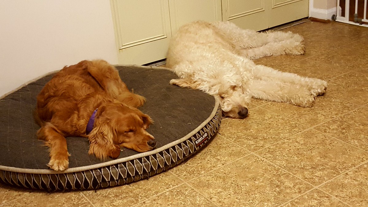 MTatoian's tweet photo. So I wasn't the only one who overate on Thanksgiving. #foodcoma #dogsofdistinction #bestfriends #Thanksgiving2016 https://t.co/TTRs4pp2lE