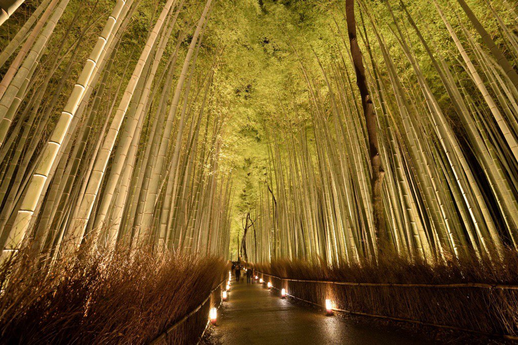 京都 花灯路推進協議会事務局 竹林の小径ライトアップ 開催日が近づいてきた京都 嵐山花灯路 16 今年は12 9 金 18 日 の10日間実施いたします 恒例の人気スポット 竹林の小径は今年ももちろんライトアップされますよ W ノ T Co